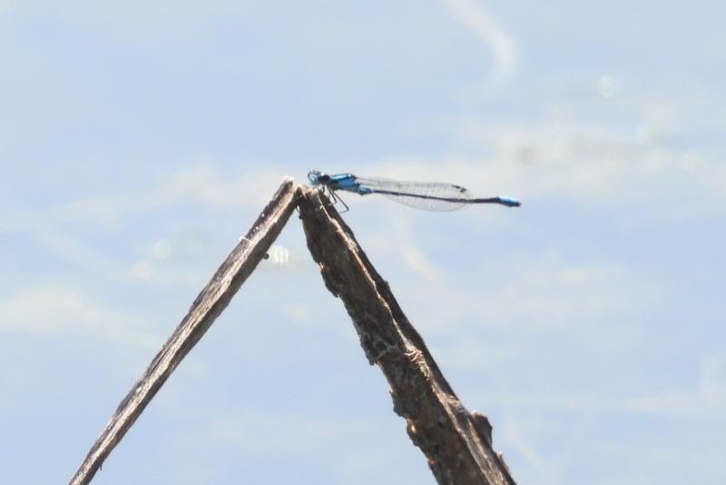 Photo of Skimming Bluet