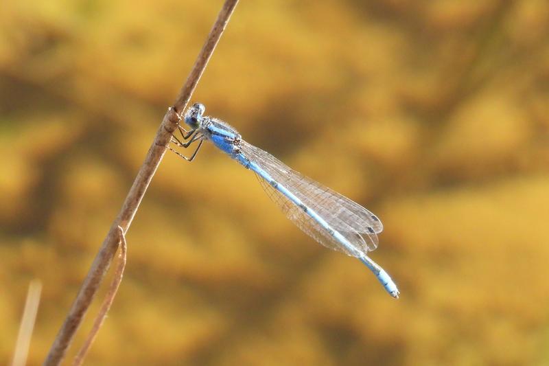 Photo of Familiar Bluet
