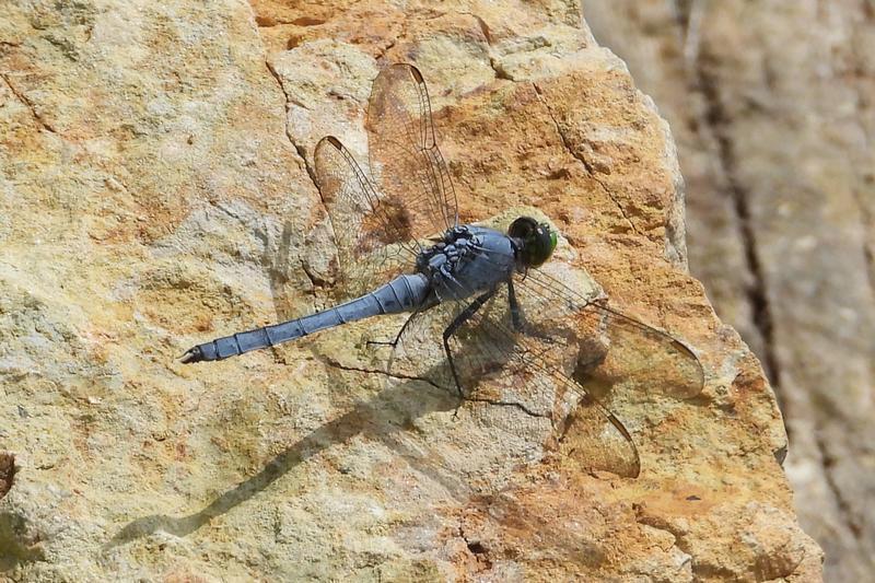 Photo of Eastern Pondhawk