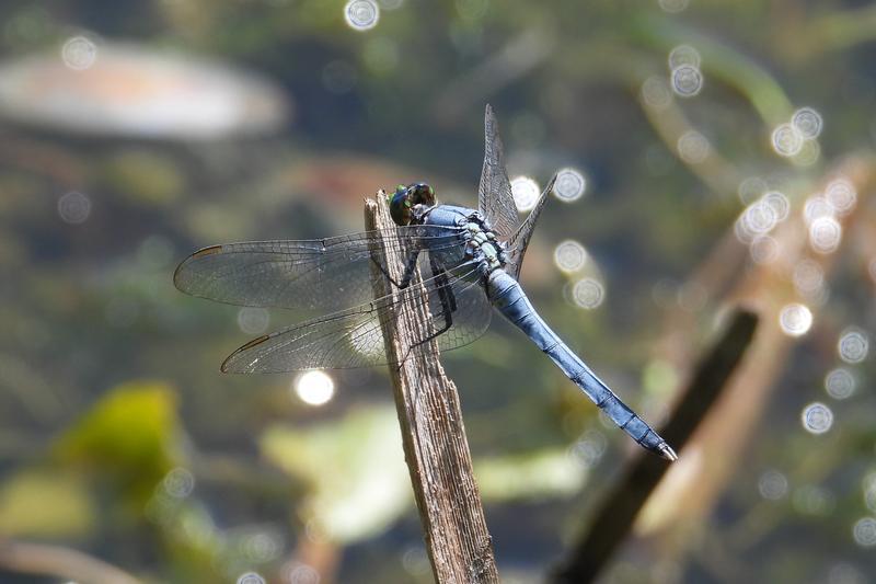 Photo of Eastern Pondhawk