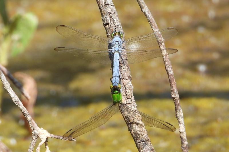 Photo of Eastern Pondhawk