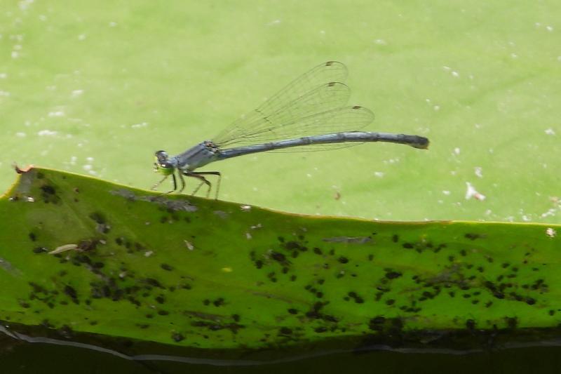 Photo of Eastern Forktail