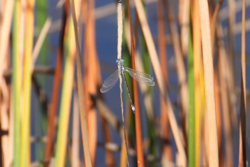 Photo of Lyre-tipped Spreadwing