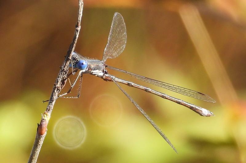 Photo of Spotted Spreadwing