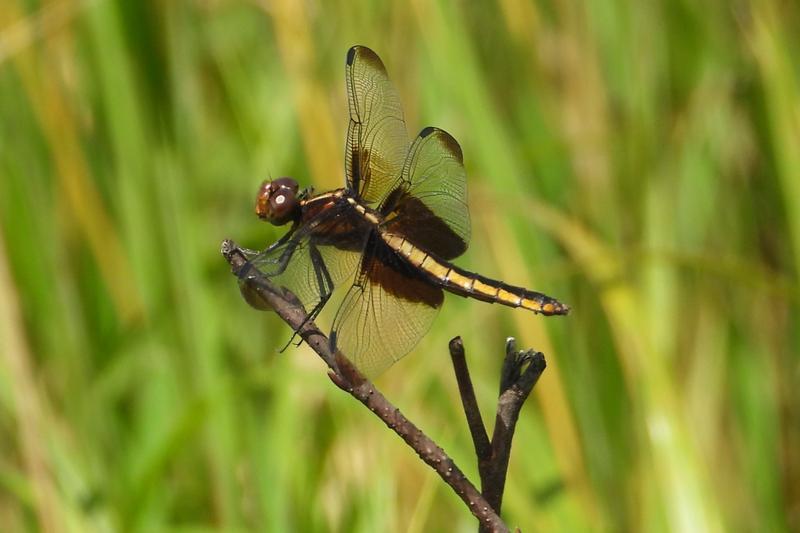 Photo of Widow Skimmer