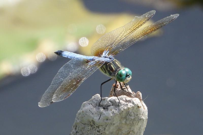 Photo of Blue Dasher