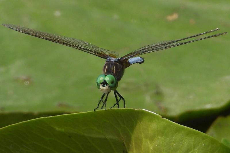 Photo of Blue Dasher