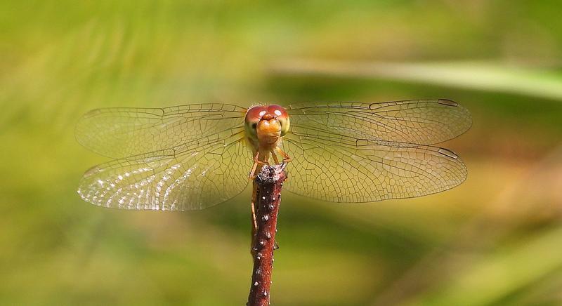 Photo of Autumn Meadowhawk