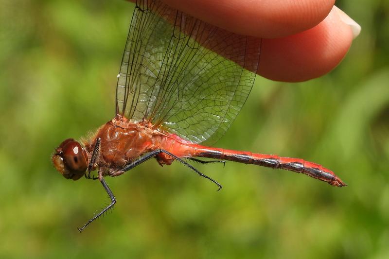 Photo of Ruby Meadowhawk