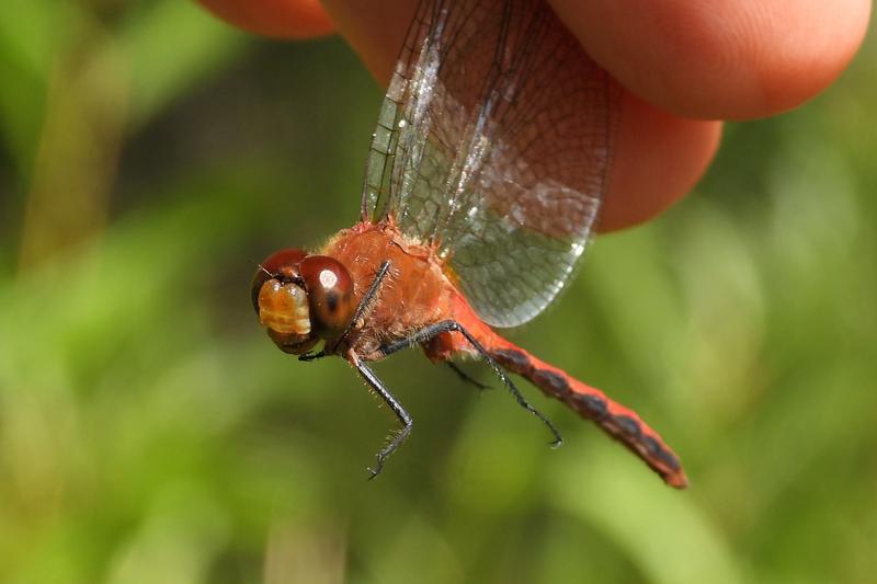 Photo of Ruby Meadowhawk