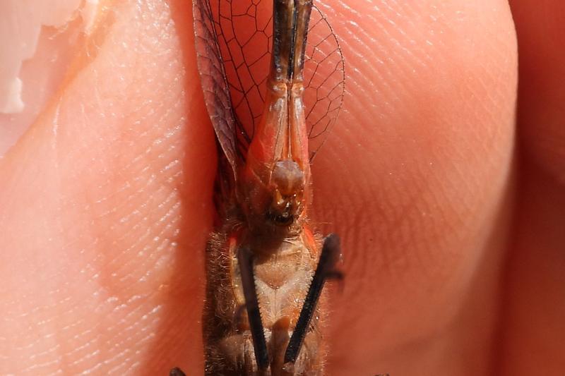 Photo of Ruby Meadowhawk