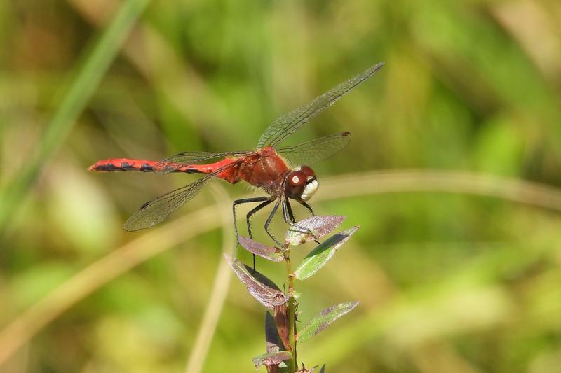 Photo of White-faced Meadowhawk