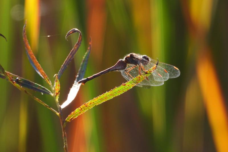 Photo of Autumn Meadowhawk