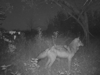 Trailcam photo of wolf