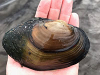 Photo of giant floater mussel