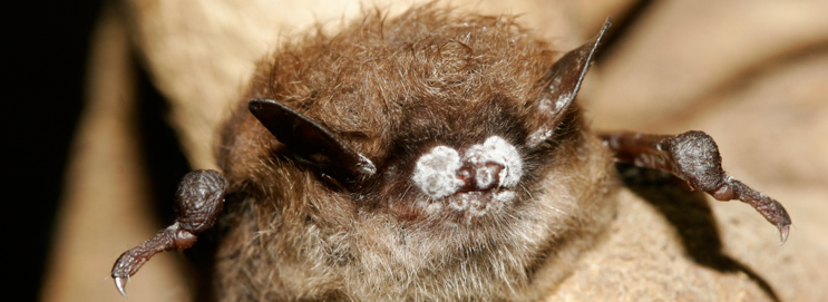 image of a bat with white-nose syndrome