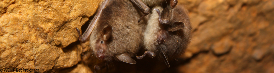 About Bats - WI Bat Program