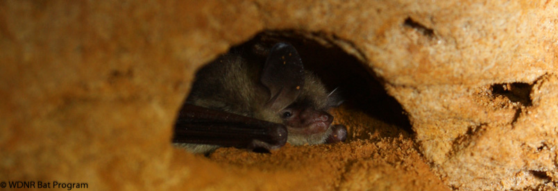 About Bats - WI Bat Program