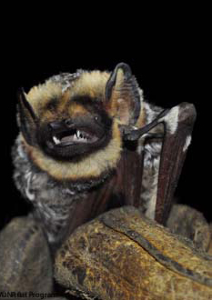 image of a hoary bat