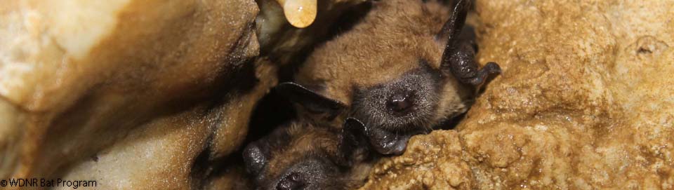 Wisconsin Bat Program