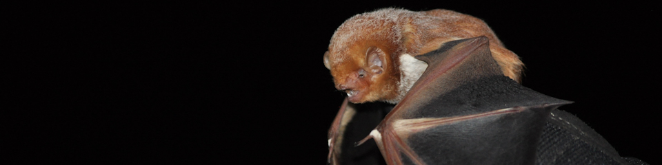 image of Eastern red bat