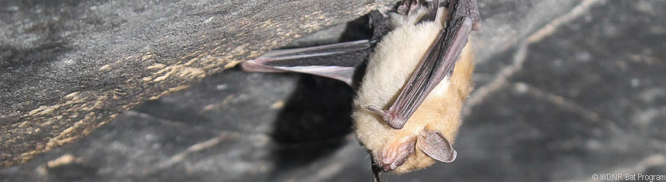 Image of big brown bat