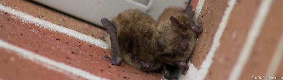 Image of little brown bats roosting on a building