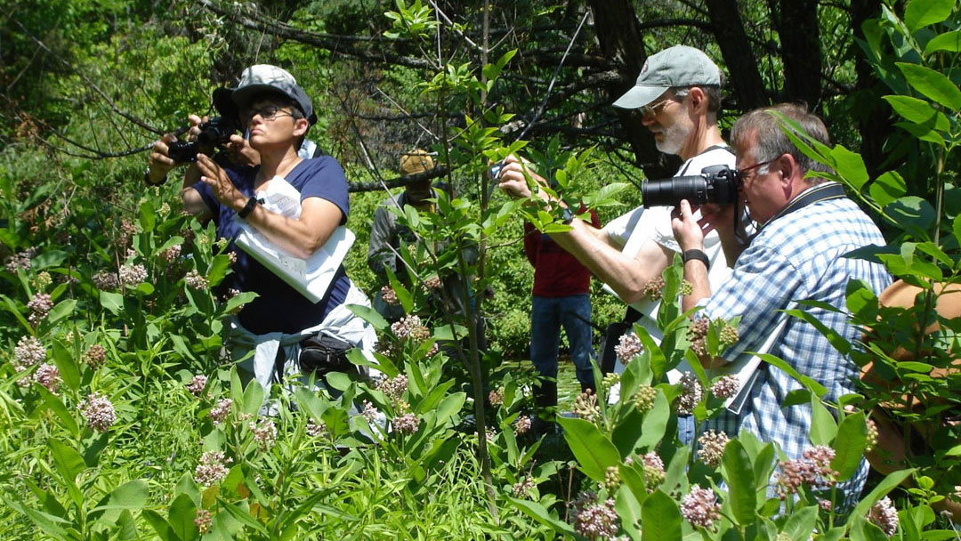 Photo of bumble bee monitors