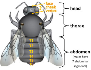 Cuckoo Combo: Re-Classification Makes Bombus flavidus World's Most  Widespread Bumble Bee