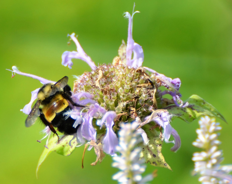 Bombus Affinis - Rusty-Patched Bumble Bee Hand Towel - Because Tees