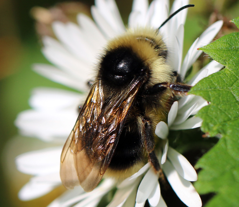 Common Eastern Bumble Bee  National Wildlife Federation