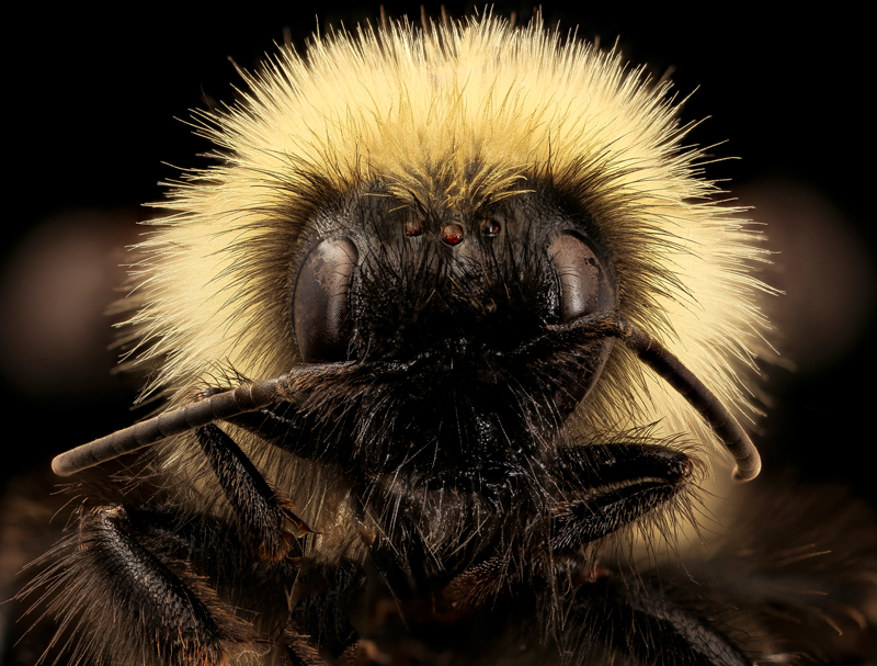 photo of Male <em>B. flavidus</em> face