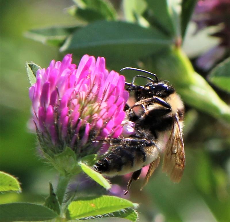 photo of Male on red clover