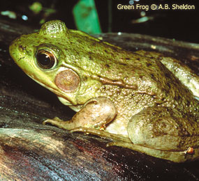 image of Green Frog