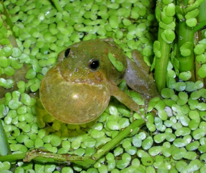 image of Blanchard's Cricket Frog