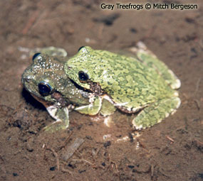 image of Gray Treefrogs