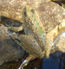 image Blanchard's Cricket Frog