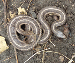 image of Lined Snake