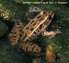 image of Northern Leopard Frog