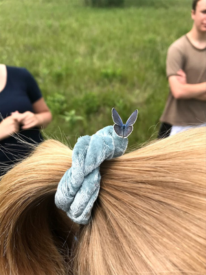 photo of Karner blue butterfly