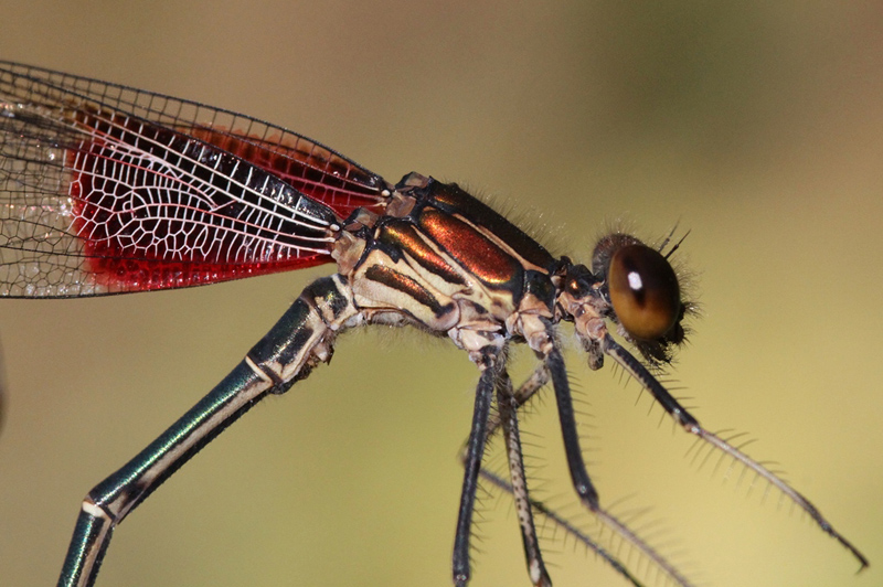 photo of Close-up of male american rubyspot thorax