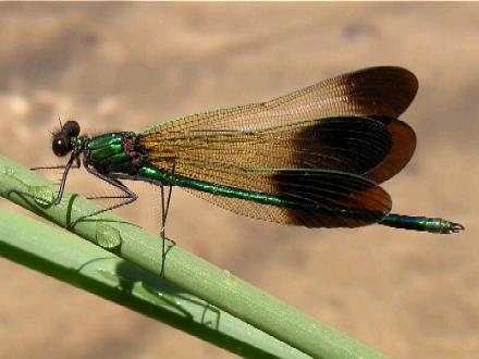 photo of Male river jewelwing