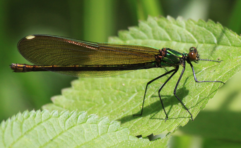 photo of Immature female river jewelwing