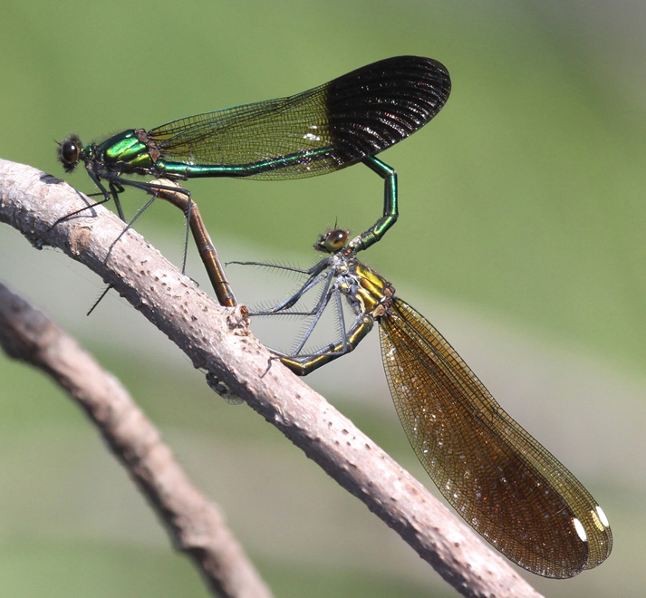 photo of River jewelwing pair