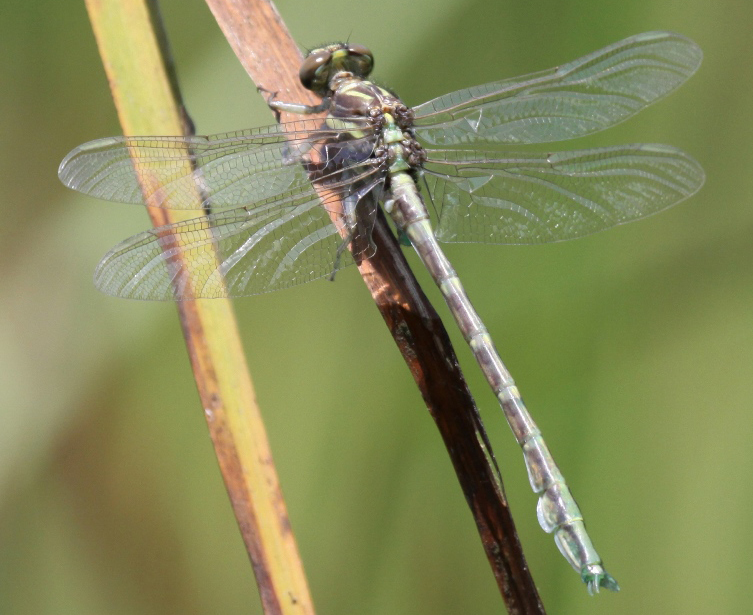 photo of Teneral male arrow clubtail