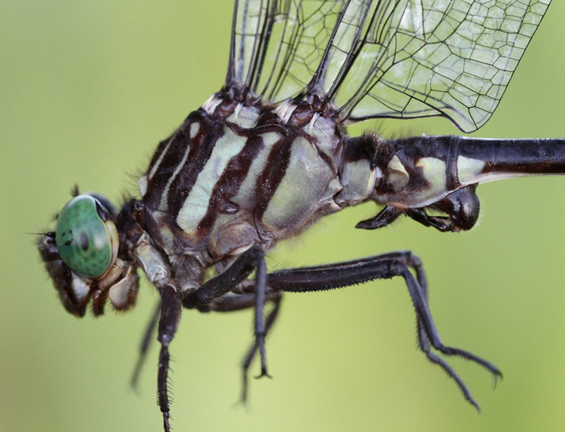 photo of Close-up of male arrow clubtail thorax