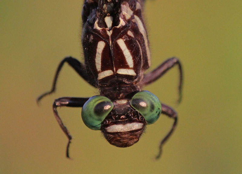photo of Close-up of male arrow clubtail face