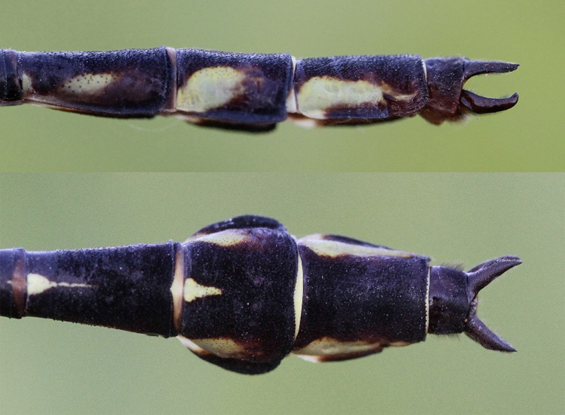 photo of Side (top image) and top view of male arrow clubtail cerci