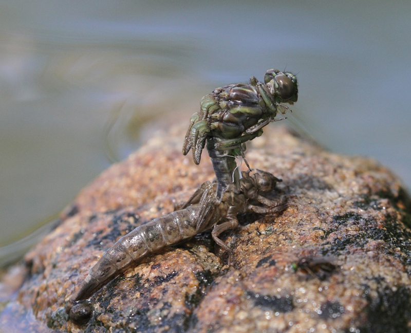 photo of Arrow clubtail emerging from exuviae