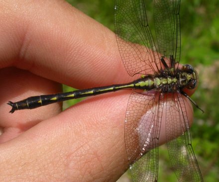photo of Male ashy clubtail